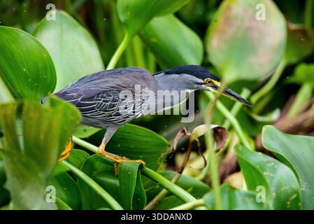 Streifenreiher (Butorides striata) am Nil in Jinja Stockfoto