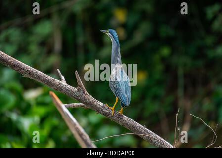 Streifenreiher (Butorides striata) am Nil in Jinja Stockfoto