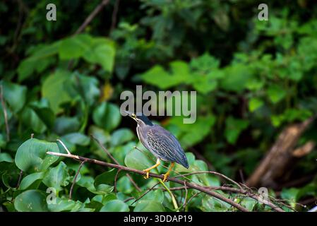Streifenreiher (Butorides striata) am Nil in Jinja Stockfoto