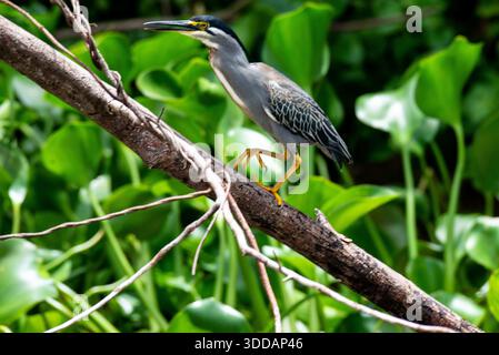 Streifenreiher (Butorides striata) am Nil in Jinja Stockfoto