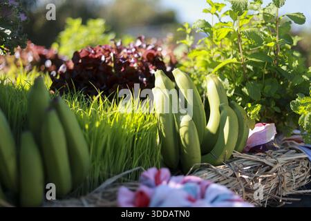 Frische Bio Bananensträucher neben gesundem grünen Weizengras und Gartenkräuterpflanze wächst im sonnigen Sommer Natur Bauernhof Landwirtschaft Ernte Show Stockfoto