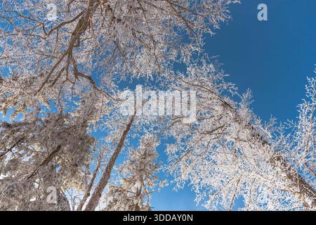 Unteransicht schneebedeckter Bäume vor blauem Himmel in vertikaler Komposition. Nordischer Winter. Skandinavische Landschaft. Abstrakte Verzweigungen. Reinweiß. Stockfoto