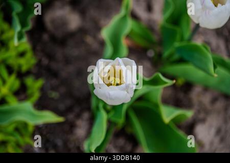 Einzelne weiße Tulpenblüte mit gelbem Zentrum wächst zwischen grünen Blättern im Gartenboden Stockfoto
