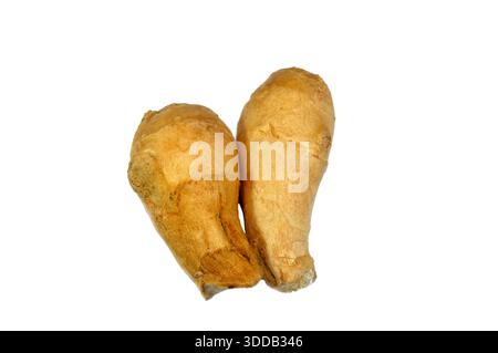 ingwerrhizome, der unterirdische Stamm der Zingiber officinale Pflanze, ein knuddeliger, aromatischer Teil, der als Gewürz für seinen scharfen Geschmack beim Kochen und verwendet wird Stockfoto
