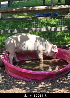 Ein rosafarbenes Schwein steht im matschigen Wasser in einem rosafarbenen Pool, um sich an einem heißen, sonnigen Tag abzukühlen. Stockfoto