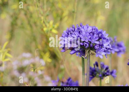 Agapanthus „Northern Star“, eine ausdauernde afrikanische Lilie, die für hohe, steife Stiele mit auffälligen, abgerundeten Köpfen aus dunkelblauen Blüten geschätzt wird Stockfoto