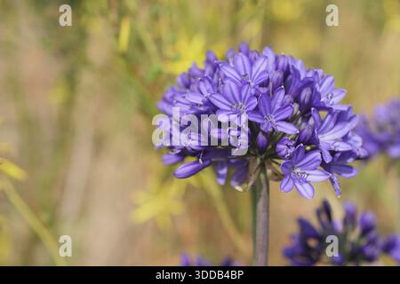 Agapanthus „Northern Star“, eine ausdauernde afrikanische Lilie, die für hohe, steife Stiele mit auffälligen, abgerundeten Köpfen aus dunkelblauen Blüten geschätzt wird Stockfoto