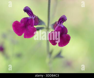 Salvia Nachtvlinder. Salbeistrauch mit tiefen magentafarbenen Blüten, auch Salvia x jamensis „Nachtvlinder“ und Salbei Nacht genannt. Aromatische Pflanze. Stockfoto