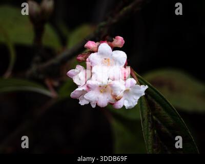 Ein kleiner Haufen der weiß gefärbten rosa Blüten von Viburnum farreri Stockfoto