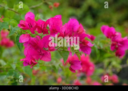 Ein Nahbild von rosa Bougainvillea-Blüten. Fotografiert im westlichen Teil von Singapur. Stockfoto