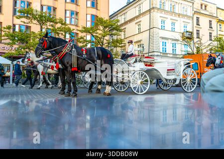 Unterhaltung für Touristen Kutschenfahrten im Zentrum von Krakau. Pferde, die an einem Wagen befestigt sind. Krakau, Polen - 1. November 2025 Stockfoto