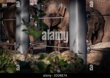 AMSTERDAM - das neugeborene Elefantenkalb Mook Uhm im Artis Zoo geht zum ersten Mal nach draußen. Das asiatische Elefantenkalb wurde am Heiligabend geboren. ANP DINGENA MOL niederlande Out - belgien Out Stockfoto