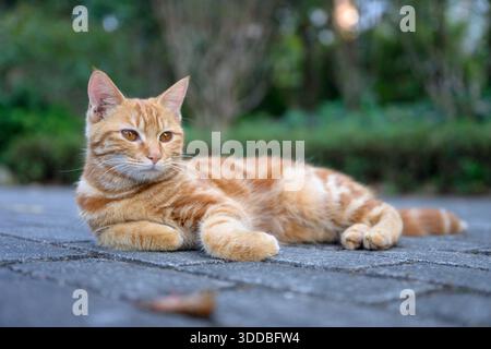 Die orange amerikanische Kurzhaarkatze liegt auf dem Boden. Stockfoto