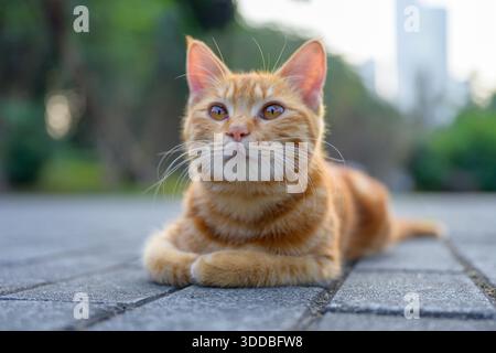 Die orange amerikanische Kurzhaarkatze liegt auf dem Boden. Stockfoto