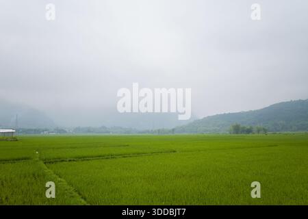 Weitläufige Reisfelder erstrecken sich zu weit entfernten nebeligen Hügeln unter einem bewölkten Himmel, wobei weiches Licht eine ruhige und ruhige ländliche Atmosphäre in Mai Chau schafft. Stockfoto