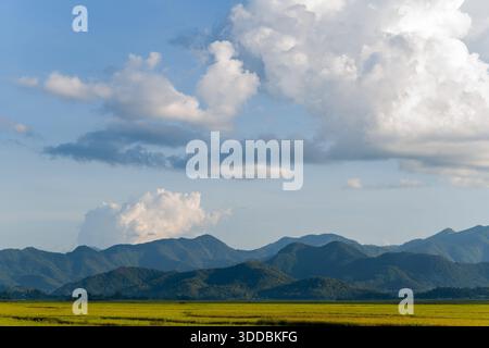 Ausgedehnte grüne Reisfelder erstrecken sich in Richtung entfernter blauer Berge unter einem Himmel voller großer, strukturierter Wolken in der Nähe von Dien Bien Phu. Das Nachmittagslicht hebt die natürlichen Konturen hervor und schafft eine ruhige, offene Atmosphäre. Stockfoto
