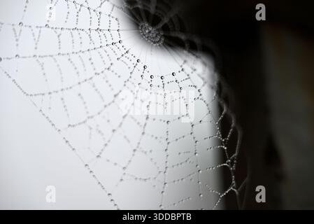 Spinnennetz mit schwimmenden Wassertropfen. Detail von Spider Web mit kleinen Wassertropfen. Bewölkter Himmel an einem dezembermorgen. Stockfoto