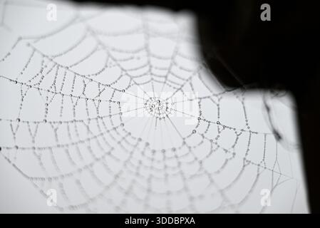 Spinnennetz mit schwimmenden Wassertropfen. Detail von Spider Web mit kleinen Wassertropfen. Bewölkter Himmel an einem dezembermorgen. Stockfoto