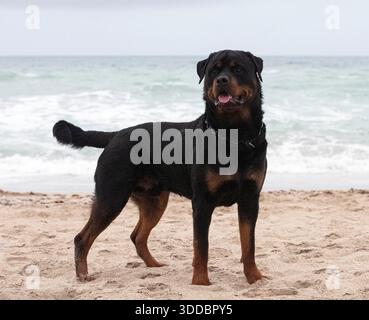 Junger Rottweiler, der im Frühling am Strand rennt Stockfoto