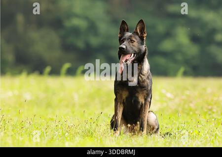 Schäferhund sitzt auf der Wiese und kühlt sich mit der Zunge ab Stockfoto