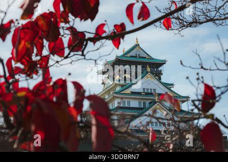 Schloss Osaka umgeben von roten Blättern im Herbst in Osaka, Japan. Stockfoto
