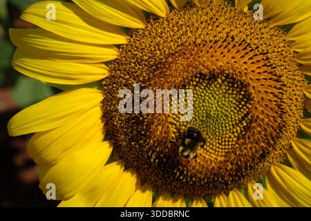Honigbiene sammelt Pollen von Sonnenblumen Stockfoto