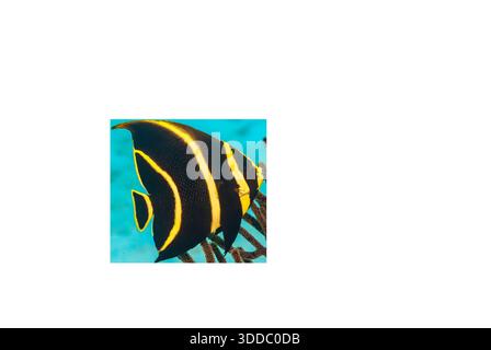 Pomacanthus Paru Juvenile French Angelfish, Seitenansicht Stockfoto