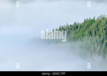 Ein dichter, grüner Nadelwald erhebt sich über eine dicke Nebelschicht, wobei weiches, diffuses Licht eine ruhige und ätherische Bergatmosphäre schafft. Stockfoto