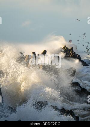 Mächtige Ostseewellen Krachen Bei Liepaja Während Des Wintersturms Gegen Tetrapoden, Seevögel Fliegen Stockfoto