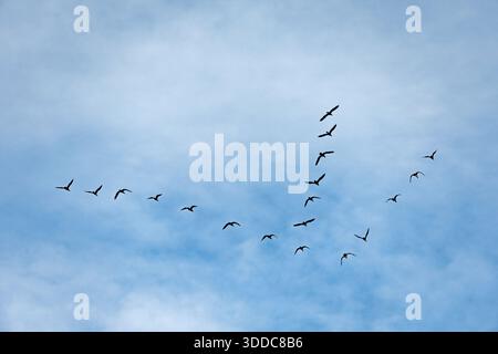 Vögel fliegen zusammen in einer strategischen V-Formation gegen einen blauen Himmel, symbolisieren Teamwork, Migration, Freiheit Stockfoto