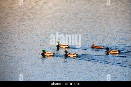 Wasservögel in den North Cave Wetlands East Yorkshire UK Stockfoto