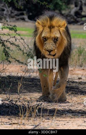 Männlicher Löwe (Panthera leo) mit schwarzer Mähne im Kgalagadi Transfrontier Park, Südafrika. Stockfoto