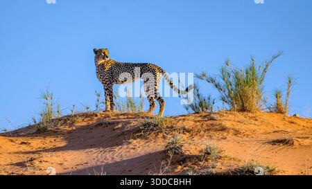 Gepard (Acinonyx jubatus) im Kgalagadi Transfrontier Park, Südafrika. Stockfoto