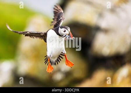 Ein Atlantischer Puffin (Fratercula arctica) landet mit einem Fisch in der Schüssel, um seine Küken in der Kolonie zu füttern. Stockfoto