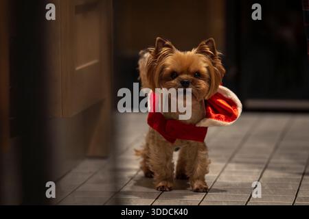 Ein kleiner Yorkshire Terrier, der in einem Weihnachtskostüm sitzt und während der Weihnachtszeit drinnen aufblickt. Süßer festlicher Hund im roten Weihnachtsmann-Outfit. Stockfoto