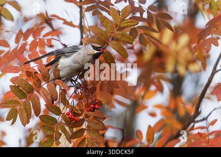 Ein böhmischer Wachsflügel (Bombycilla garrulus) schnappt sich eine rote Beere zwischen Herbstblättern in Bewegung. Stockfoto