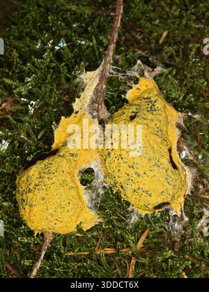 Hundeerbrochen, Schleimform, Fuligo septica Stockfoto