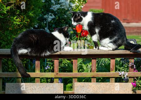 Zwei Katzen auf dem Zaun Stockfoto