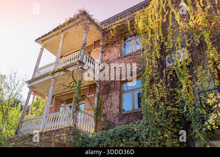 Altes Wohngebäude mit Fassade und mehreren Balkonen, bedeckt mit lebhaftem Grün und gelbem Efeu Stockfoto