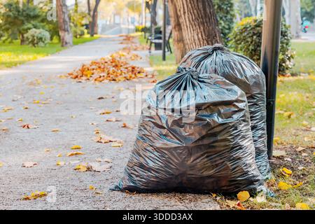 Schwarze Müllsäcke füllen sich mit herabfallenden Herbstblättern, die an einem sonnigen Tag in einem Park zur Reinigung gesammelt werden Stockfoto