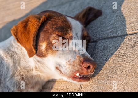Brauner und weißer Straßenhund, der draußen auf einem Bürgersteig ruht, die Wärme der Sonne genießt und Ruhe findet Stockfoto