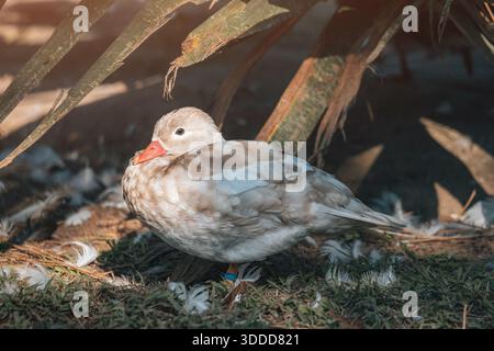 Weiße Mandarinenente mit orangefarbenem Schnabel auf dem Boden, umgeben von weißen Federn und grünem Gras unter warmem Sonnenlicht Stockfoto