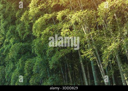 Üppig grüne Bambusstiele bilden ein dichtes Walddach, mit natürlichem Sonnenlicht, das durch die Blätter filtert und einen ruhigen Hintergrund schafft Stockfoto