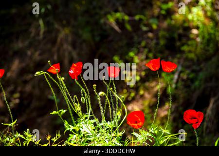Mohnblumen, wilde Wildblumen auf der Insel Ikaria, Griechenland, mit Karettbartgelber Pflanze-Makronaht in unscharfem Hintergrund Stockfoto