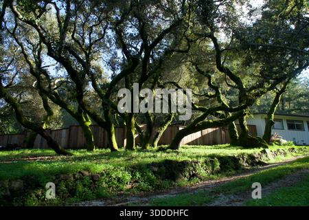## Moosbedeckte Eichen in einer sonnigen Waldlandschaft Stockfoto