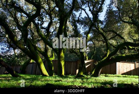 ## Moosbedeckte Eichen in einer sonnigen Waldlandschaft Stockfoto