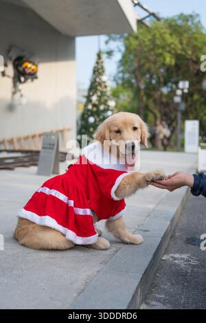 Der goldene Retriever-Welpe in Weihnachtskleidung sitzt auf dem Boden und schüttelt mit einer Person die Hand. Stockfoto