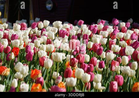 Buntes Tulpenfeld in voller Blüte während der Frühlingssaison Stockfoto