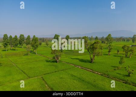 Weitläufige grüne Reisfelder erstrecken sich über die laotische Landschaft mit verstreuten Bäumen unter einem klaren blauen Himmel. Ferne Hügel und geometrische Feldabteilungen schaffen eine ruhige landwirtschaftliche Landschaft. Stockfoto