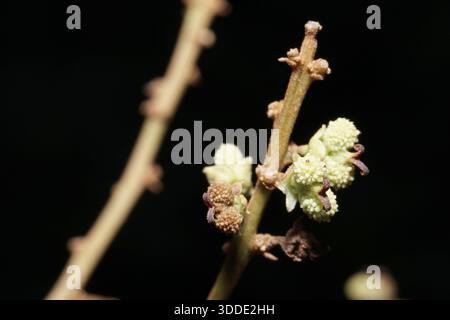 Erleben Sie die einzigartige Textur von Wildblumenknospen oder jungen Früchten mit einer hellgrünen Farbe und einer rauen, holprigen Oberflächenstruktur. Stockfoto